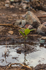 planta de palta (aguacate) en un charco de agua, alrededor de la tierra húmeda, ramas, hojas y piedras