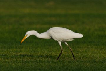 Cattle Egret on green grass field