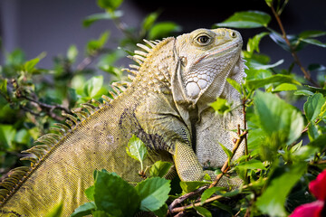 iguana