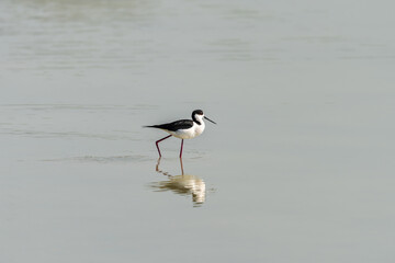 Black-winged Stilt on a pond in an early autumn morning near Atlit, Israel.	