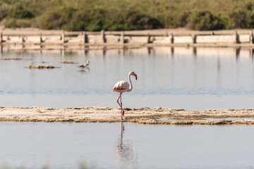 Pink Flamingo on the salt lake in an early winter morning, Atlit, Israel. 