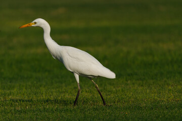 Cattle Egret on green grass field