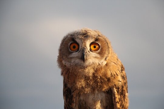 great horned owl looking so beautiful

