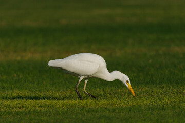 Cattle Egret on green grass field
