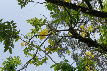 Floraison du Cassier ou Acacia jaune en Guyane française