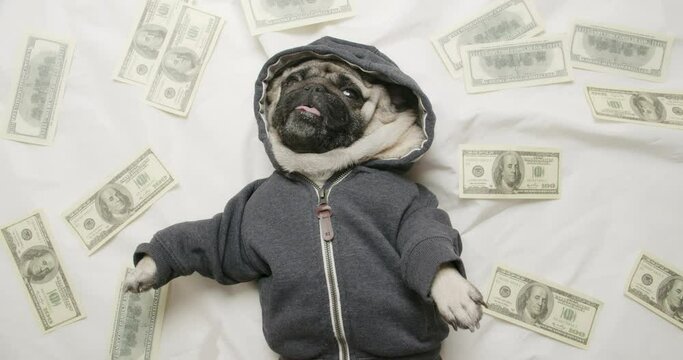 Cute pug dog lying on white bed with lot of money, bunch of fake, souvenir bills. White bedding. Belly up. Portrait. View from above, top view. Funny rich dog concept. Dream to make a lot of money