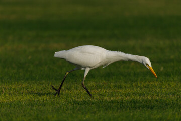 Cattle Egret on green grass field