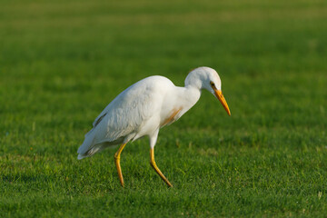 Cattle Egret on green grass field