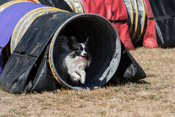 épagneul nain continental papillon en agility © beatrix kido