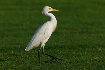 Cattle Egret on green grass field