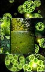Collage Algae Cells 3D Illustration