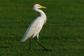 Cattle Egret on green grass field