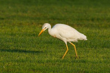 Cattle Egret on green grass field