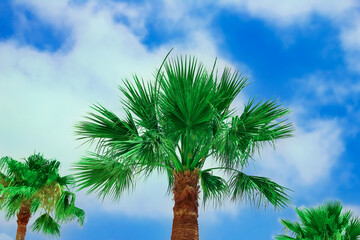 beautiful palm trees by the sea on the nature of Cyprus