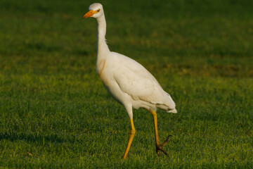 Cattle Egret on green grass field
