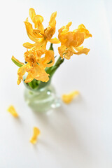 Three withered yellow tulips with fallen petals in a glass vase on a white background.