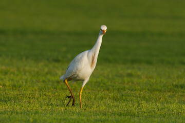 Cattle Egret on green grass field