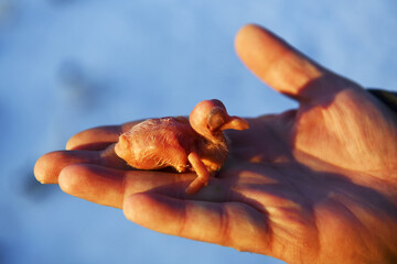 A newborn pigeon chick lies in the palm of a man. Fragments of eggshell. The orange-yellow cub is still blind. Illuminated by the setting sun.