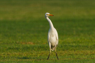 Cattle Egret on green grass field