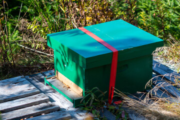 Fototapeta na wymiar Green painted beehive box with a swarm of worker bees flying around the entrance at the bottom of the box. A red strap is secured around the exterior of the hive. The box is on a wooden crate.