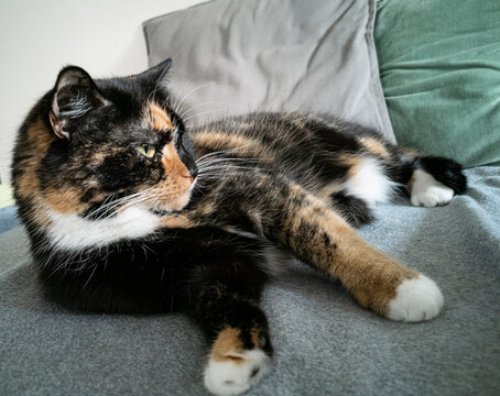 portrait of a cat looking away while lying on a sofa