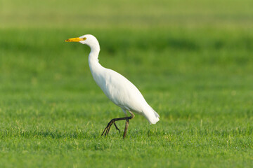 Cattle Egret on green grass field