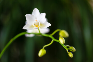 Close up view of a beautiful miniature white orchid plant in bloom