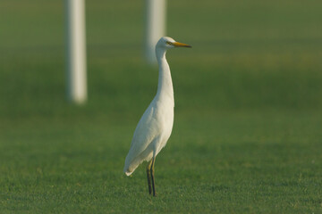 Cattle Egret on green grass field