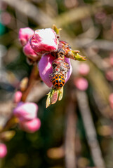 Ladybug on a spring peach branch.