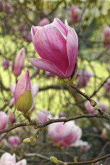 flower of saucer magnolia