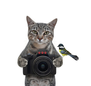 A gray cat photographer holds a black photo camera. White background. Isolated.
