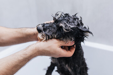 A small dog is bathed by the owner in the bathroom. The owner washes his dog. Zwergschnauzer takes a shower. Grooming concept