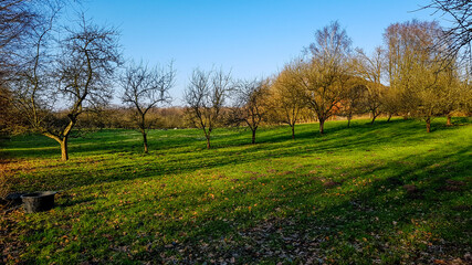 landscape with a field of trees