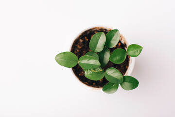Top view photo of small trees leafs growing in pot
