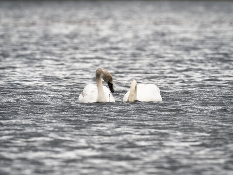 Swens on the lake