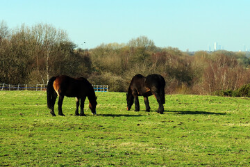 Obraz premium horses in the meadow