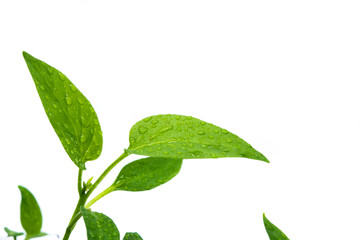 View of a young sweet pepper plant on a white background