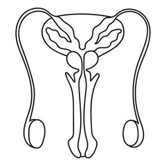 male reproductive system in doodle style organs human
