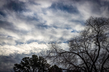 Fototapeta na wymiar Trees Under Odd Cloud Formation