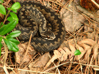 Viper in forest in spring. Side view On sides of snake are characteristic zigzag stripes. Snake is...