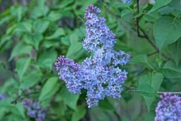  small blue flowers of lilac on a branch with green leaves in the park