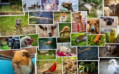 Large Collage Animals Pets - 419949291
