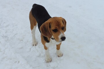 one small beagle dog stands on the road in white snow on a winter street