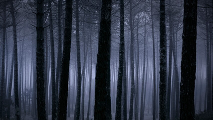 Foggy forest at dusk