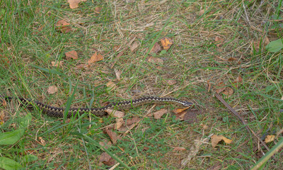 Viper in autumn. Snake crawls, crossing my path Scientific name - Vipera berus. On sides of snake...