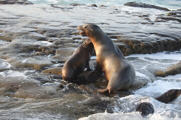 California sea lions enjoying a beautiful day on the rocky shores of La Jolla Cove, in San Diego.