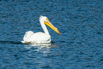 White Pelican A1R_5443.CR3