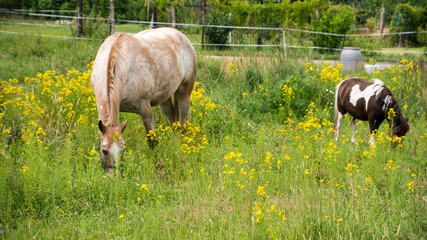 Dwa konie na pastwisku wśród kwiatów