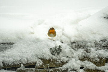 Robin in the snow