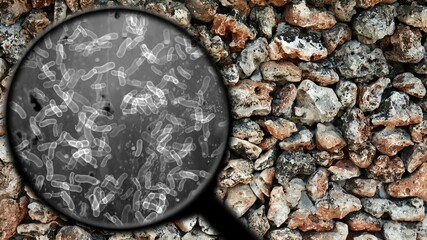 Searching for bacteria on surface